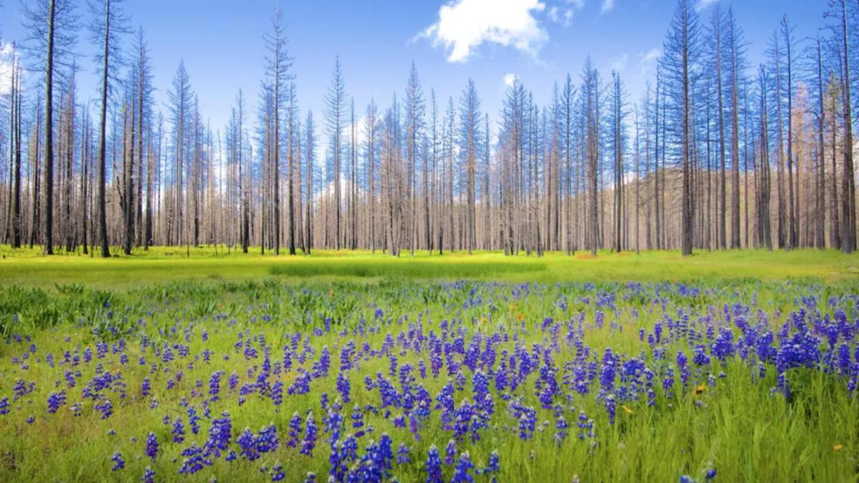 New Luxury Lake House In Pine Mountain Lake Close To Yosemite! Perfect For All Seasons! Great For Retreats, Getaways, Celebrations, And More! グローヴランド エクステリア 写真